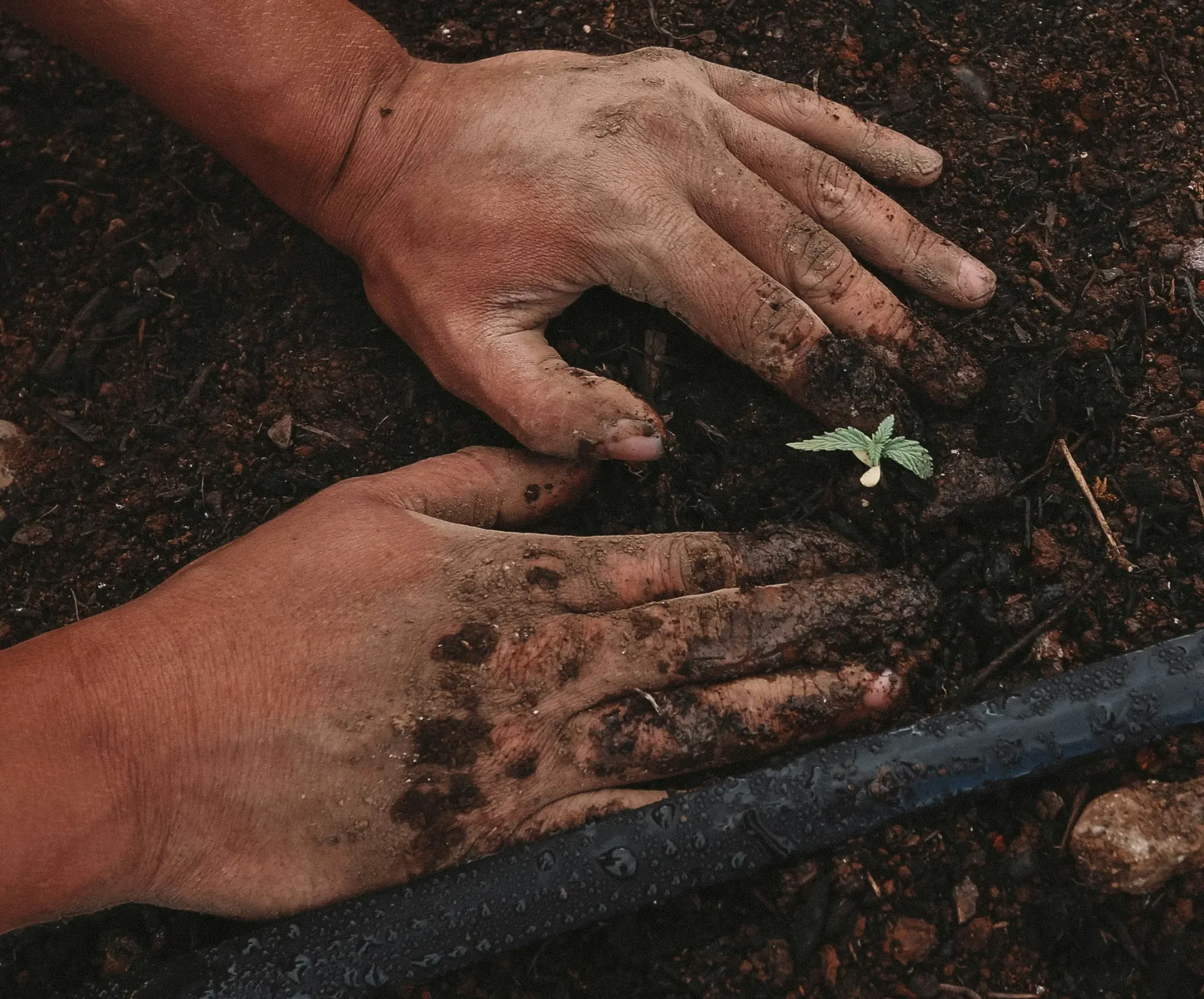 Photographie illustrative : Agriculture