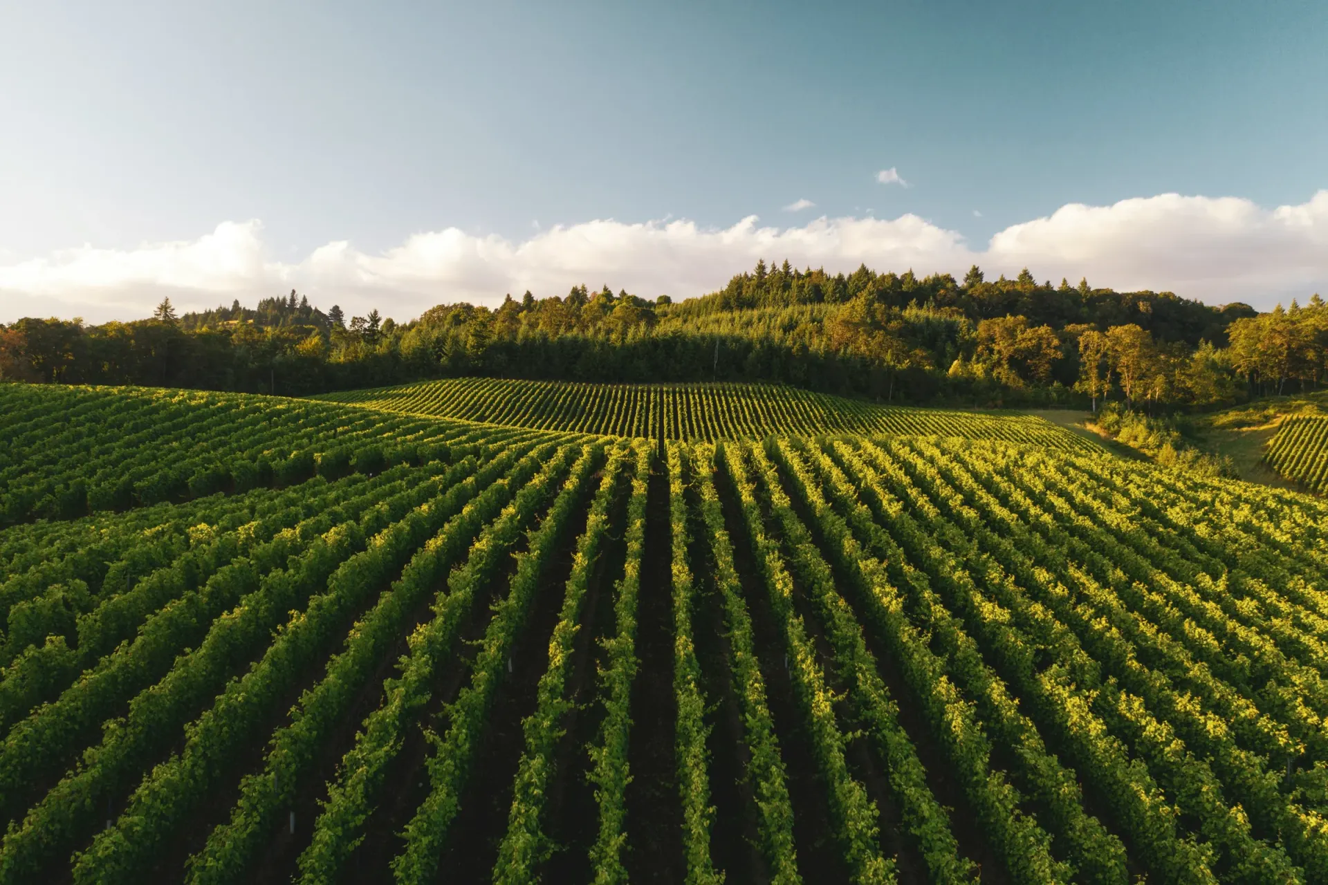 Rangs de cultures dans un paysage agricole, photographie de Dan Meyers